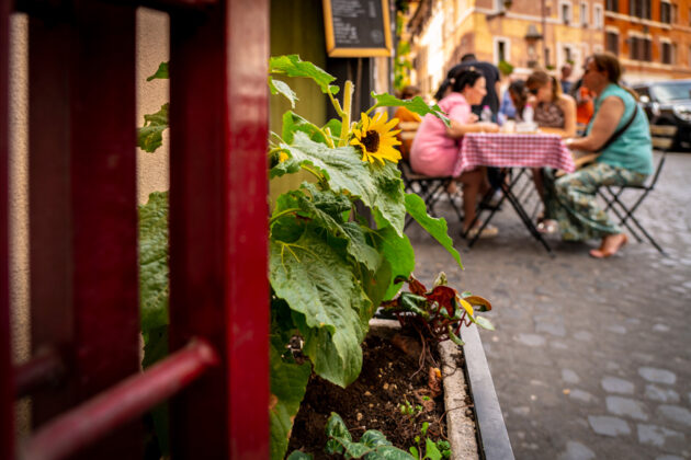 Vackra solrosor i förgrunden till en mysig uteservering i Rom, Italien.