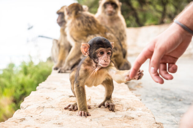 Söta berberapor uppe på Gibraltarklippan.