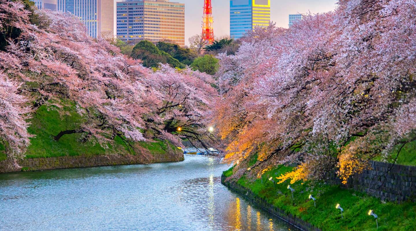 Körsbärsblomning i Tokyo, Japan.