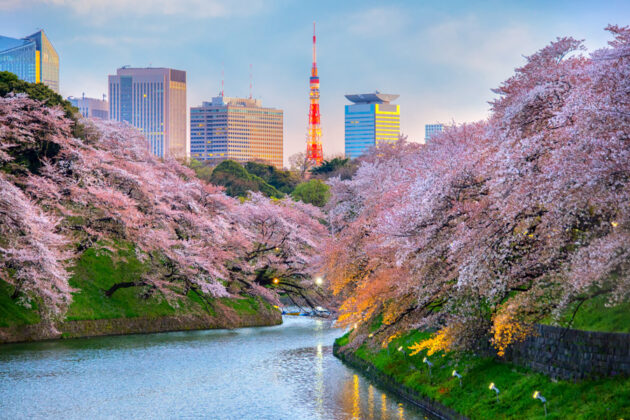 Körsbärsblomning i Tokyo, Japan.
