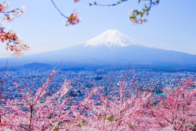 Vy över Mount Fuji i Japan, med körsbärsblommor i förgrunden.