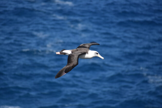 En albatross glidflyger över vågorna