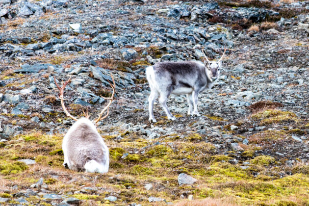 Svalbardren i Longyearbyen på Svalbard