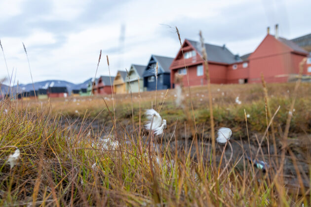 Färgglada hus i Longyearbyen, Svalbard