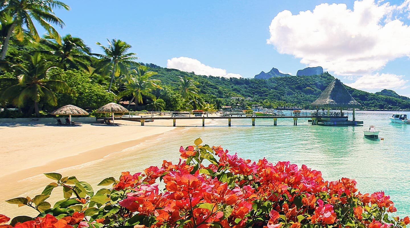 Vacker hibiskusblomning på Bora Bora i Franska Polynesien.