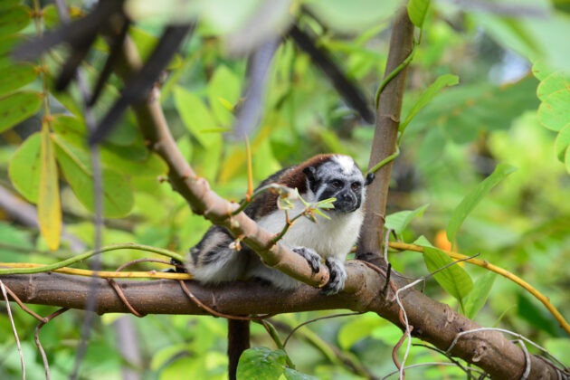 Geoffroy's tamarin, Panamas minsta apa, i ett träd vid Gatun Lake längs Panamakanalen.