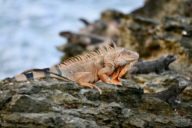 Orangefärgad Iguana på klippor på St. Croix.