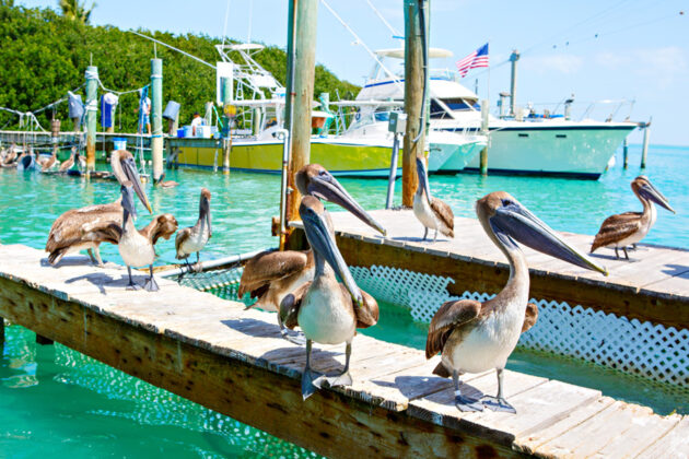 Pelikaner på en brygga i Key West, Florida, USA.