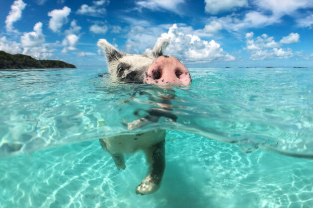 Simmande gris i Big Major Cay, Bahamas.