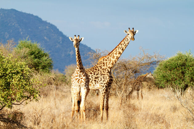 Vackra giraffer på Crescent Island, Kenya.