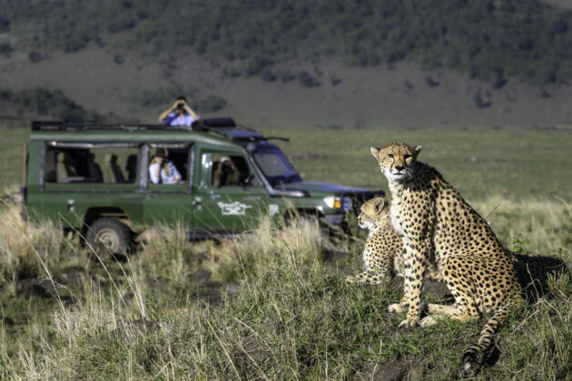 Safari i Masai Mara, Kenya.