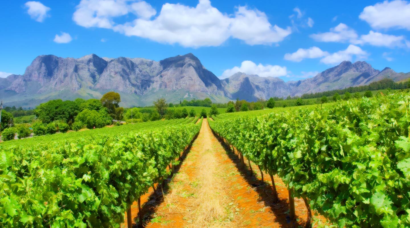 Vinrankor med berg i bakgrunden i Franschhoek, Sydafrika.