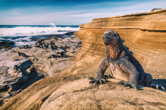 En leguan på en bergsklippa på Galapagos, Equador.