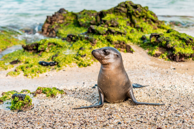 Sjölejon på en strand på Galapagos, Ecuador.
