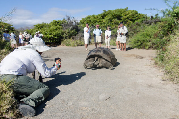 Turister beundrar en jättesköldpadda på Galapagos, Ecuador.