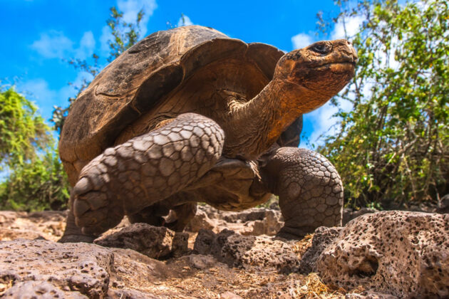Närbild av jättesköldpadda på Galapagos, Ecuador.