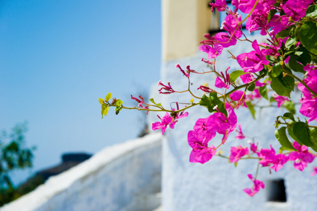Bouganvilla med rosa blommor