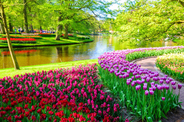 Vackra tulpan-planteringar i parken Keukenhof.