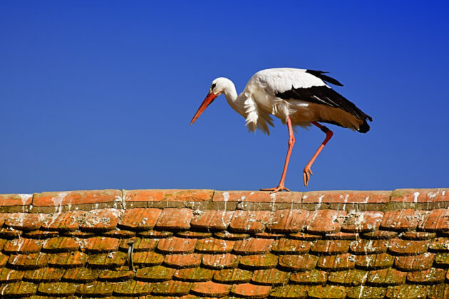 En stork som går på en taknock