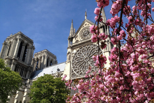 Notre Dame i vårtid med blommande körsbär.