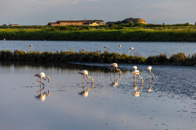 Flamingos i Po-deltat.